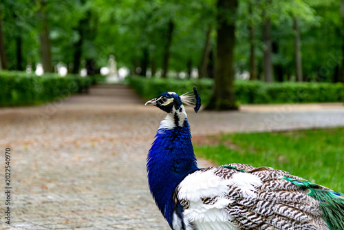Close up of a white blue peacock in a lush summer park after rain, showing colorful feathers and peaceful outdoor mood.