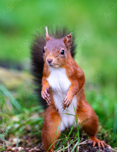 Red Squirrel