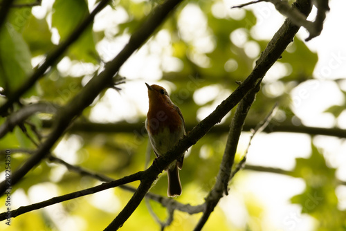 Bild auf Leinwand reserve naturelle et ornithologique de ploegstreet