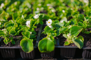 young white wax begonia seedlings growing in nursery Plug Tray at a commercial greenhouse