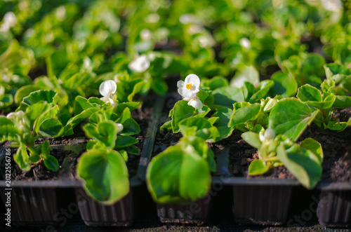 Tableau sur toile young white wax begonia seedlings growing in nursery Plug Tray at a commercial g