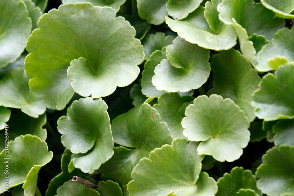 Fototapeta premium Centella asiatica or Asiatic pennywort leaves