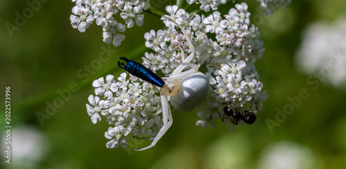 Tableau sur toile Misumena vatia the Flower Crab Spider waits patiently on a white flower for unsu