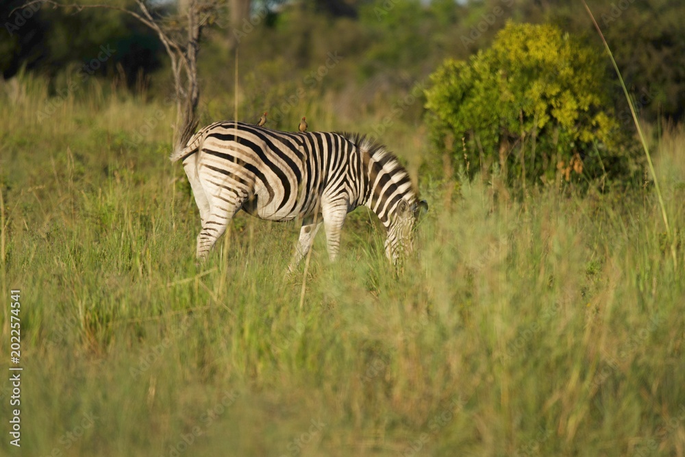 Obraz premium Plains Zebra Grazing in Golden Grass at Sunset