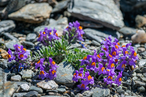 Photos Alpine toadflax Linaria alpina clumps bloom on schist scree slope sulden stelvio
