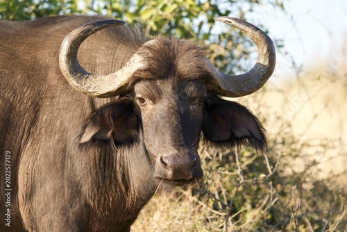 Cuadro en lienzo Cape Buffalo Bull Close-Up Portrait with Massive Horns in Golden Light