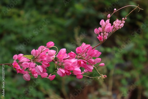 Fotografía : Beautiful pink Coral Vine flowers, Antigonon leptopus blooming on a branch