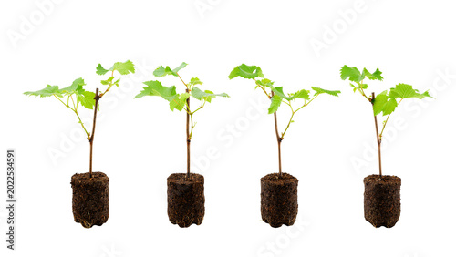 Foto four grape seedlings in a row with roots in soil isolated on a white background
