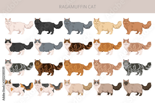 Cuadro en lienzo Ragamuffin Cat clipart