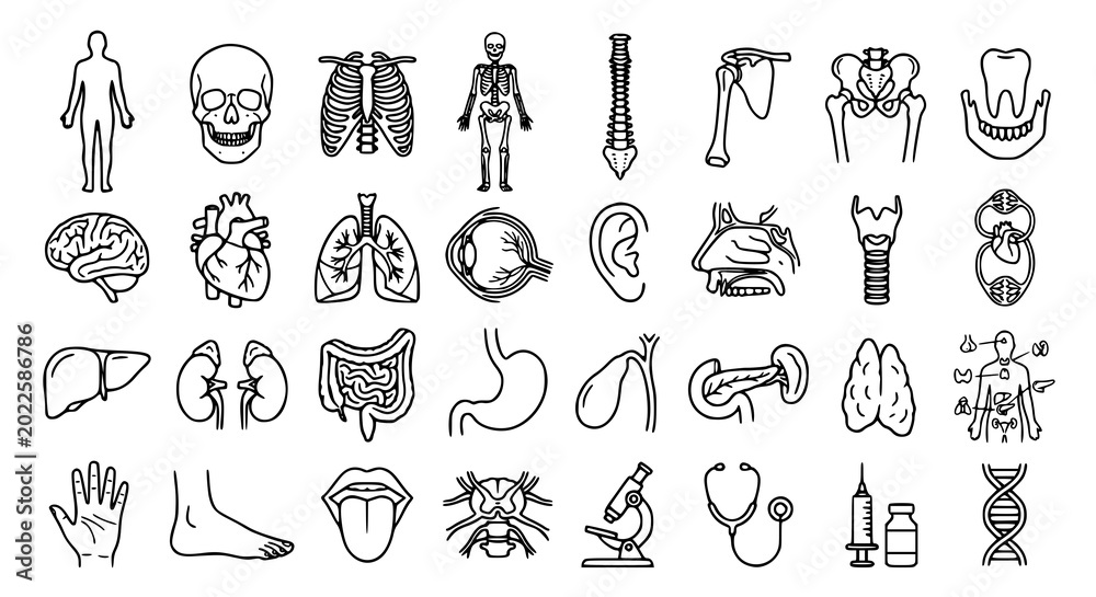 Obraz premium Human anatomy outline icon collection with medical organ vector illustrations