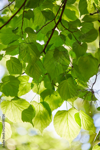 green leaves on a branch
