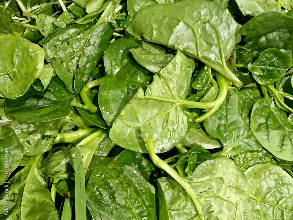 Fototapeta premium Basella alba or Malabar spinach plant image