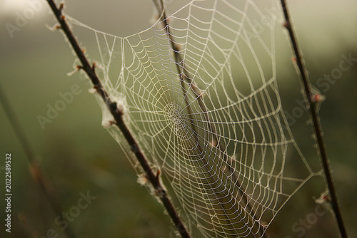 Billede på lærred Spinnennetz im Morgentau