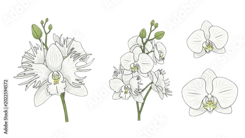 White Egret Orchid Vector Icons: Minimalist Orchidaceae Icon Sheet, Snowy White Bird Shaped Petals & Green Accents, Clean Modern Stock Illustration.