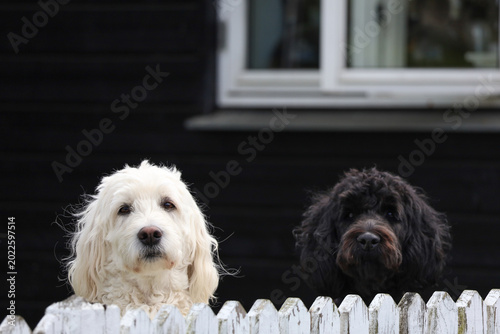 Photography two white and black puppies dogs