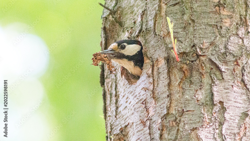 Fototapeta premium great tit on a branch