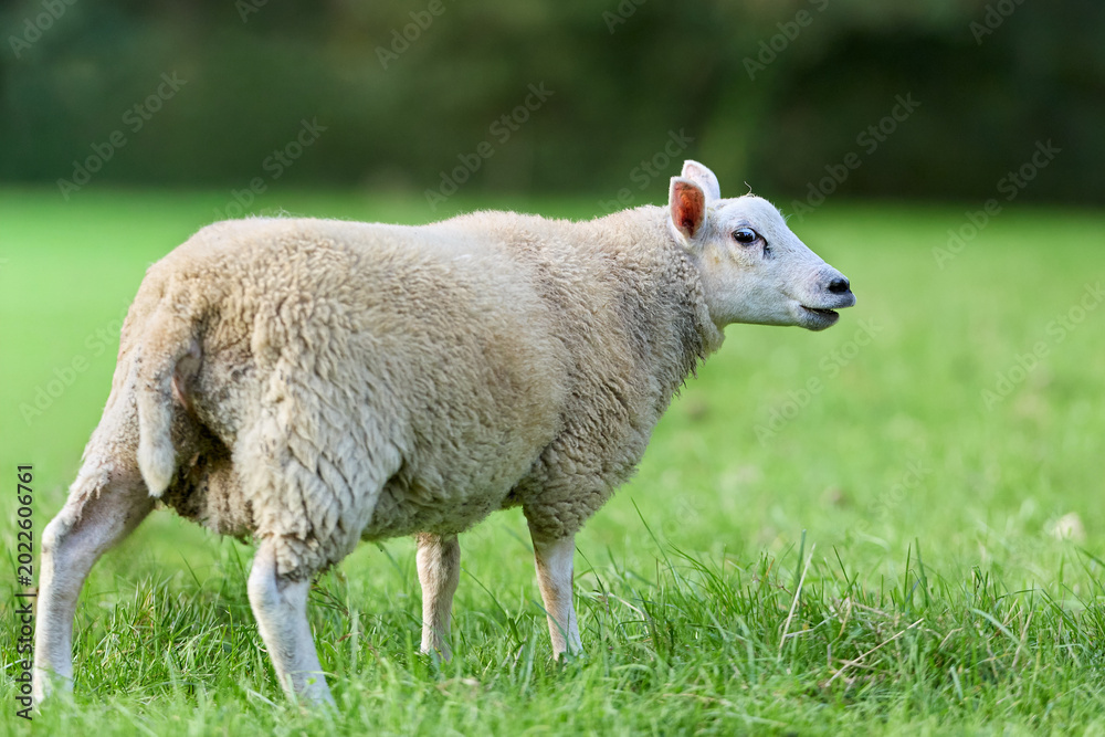 Naklejka premium A white sheep stands in a vibrant green field, its mouth slightly open. The natural light highlights its fluffy wool and alert expression in a tranquil rural setting.