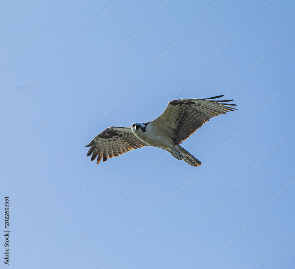 Obraz premium osprey in flight