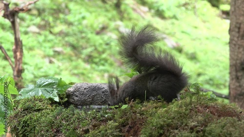 red squirrel, Sciurus vulgaris, scoiattolo rosso, forest wildlife, alpine woodland animal, cinematic nature, full HD footage