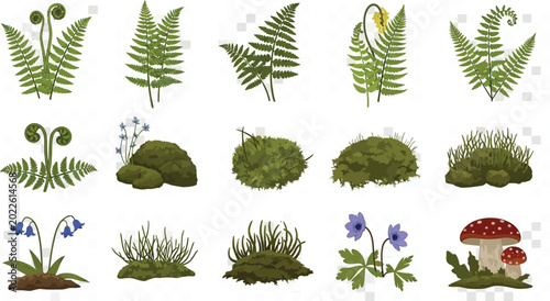 Forest Floor Elements: Ferns, Moss, Mushrooms, and Wildflowers
