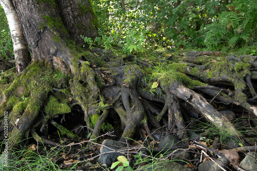 Schilderij op canvas beautiful  natural landscape with old tree roots with green moss setting under earth