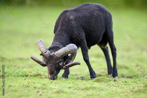 A majestic black ouessant ram with impressive curved horns grazes peacefully in a vibrant green pasture. Its focused expression highlights its natural behavior and strength.