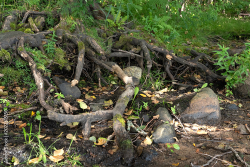 Tableau sur toile beautiful  natural landscape with old tree roots with green moss setting under earth