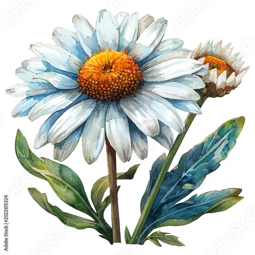 Fotografi watercolor of Oxeye Daisy Flower vector painting, isolated on a white background