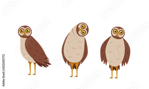 Εκτύπωση καμβά Set of cute funny owl with tilted leaned head