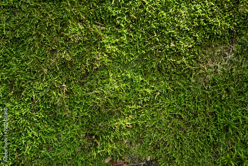 Tableau sur toile beautiful  natural surface background with  green moss . close up