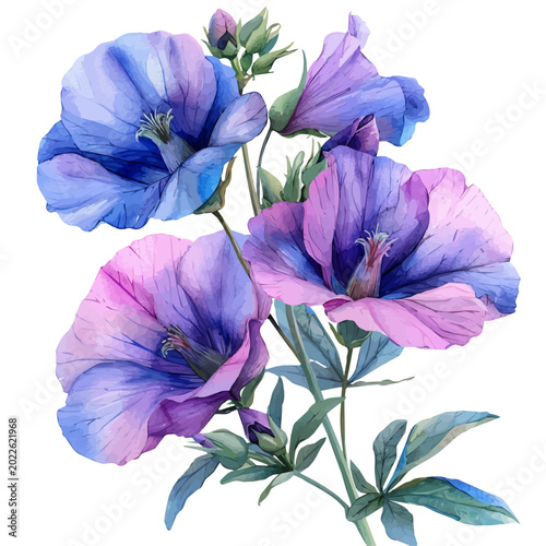 Bild auf Leinwand watercolor of Garden Pea Flower draw illustration, isolated on a white background