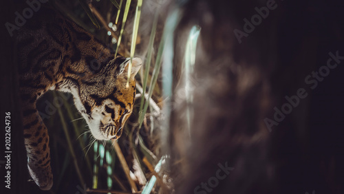 Foto ocelot