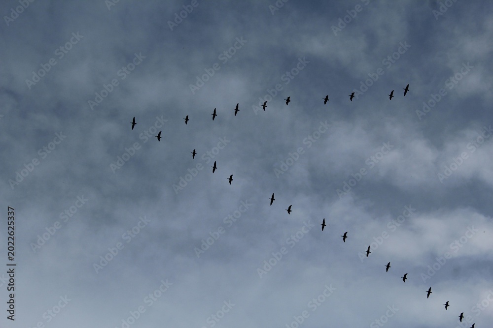 Fototapeta premium Flight, migration of a flock of birds against the background of a gray, blue sky. Geese, ducks or cranes fly away to warmer climes. Autumn, cold gray weather. Organization in nature. V-formation