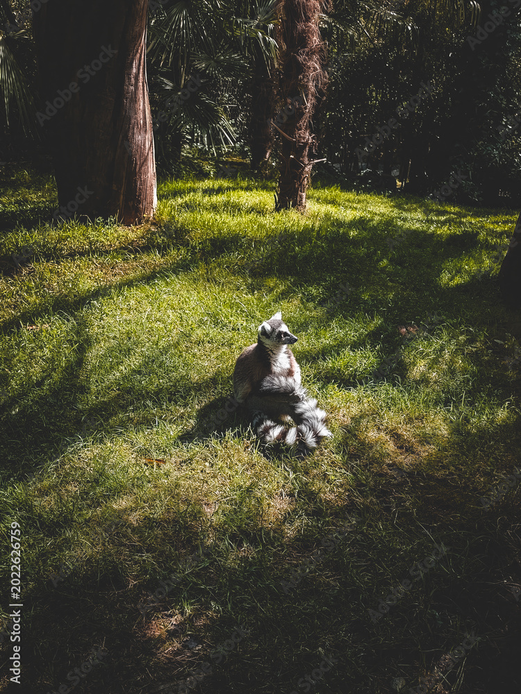 Naklejka premium lemurin herbe