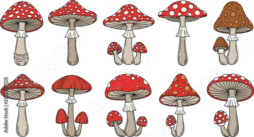 Foto Red Amanita Muscaria Mushroom Vector Set with Poisonous Fly Agaric Fungus Illust