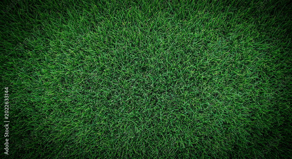 Obraz premium Lush green grass texture background from top view for football field or garden landscaping
