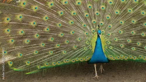 Male peacock displaying feathers during courtship