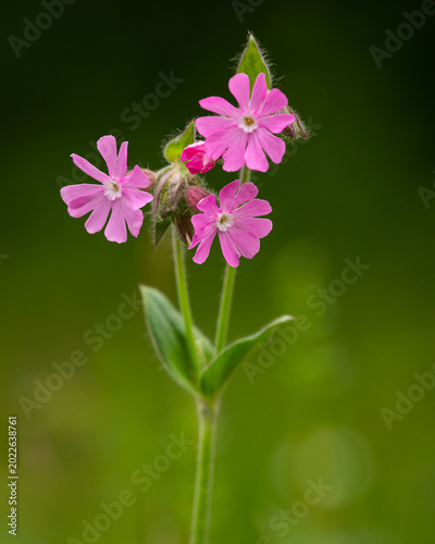 Cluster of pink red campion Silene dioica flowers shines in spring meadow