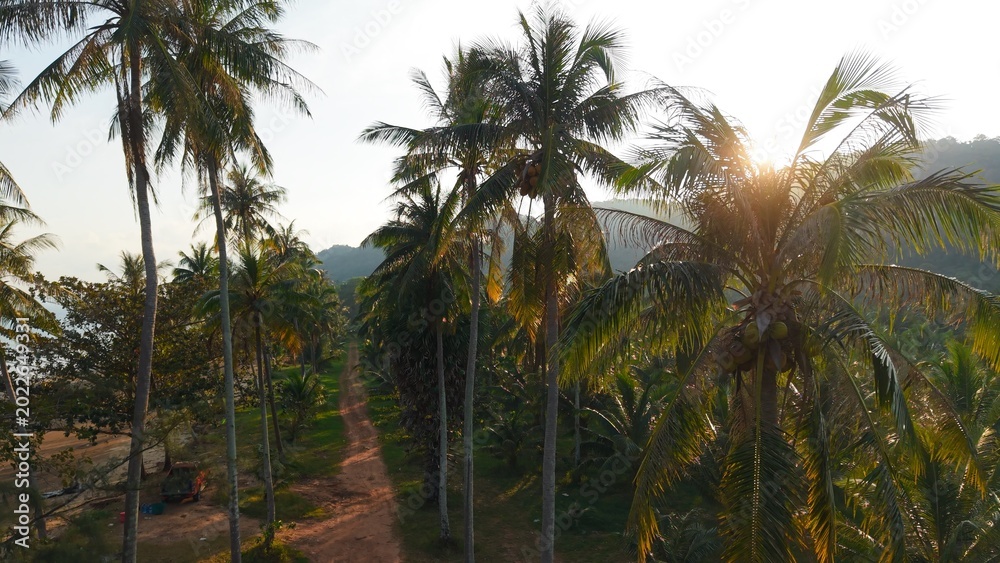 Fototapeta premium Tropical palm trees along a dirt path leading to a secluded beach, sun shining
