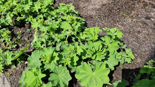 Canvas Print Lady's Mantle or Alchemilla mollis plants, growing in the garden.