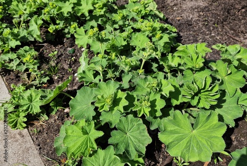 Canvas Print Lady's Mantle or Alchemilla mollis plants, growing in the garden.