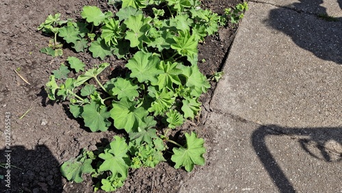 Quadro em tela Lady's Mantle or Alchemilla mollis plants, growing in the garden.