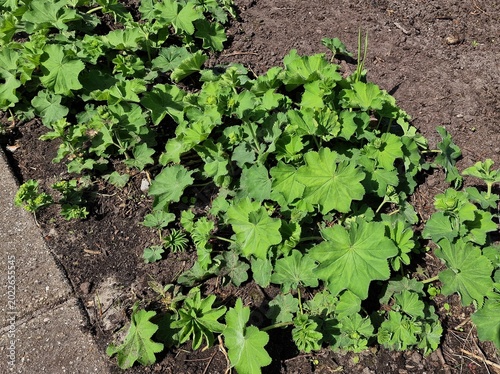 Bild auf Leinwand Lady's Mantle or Alchemilla mollis plants, growing in the garden.