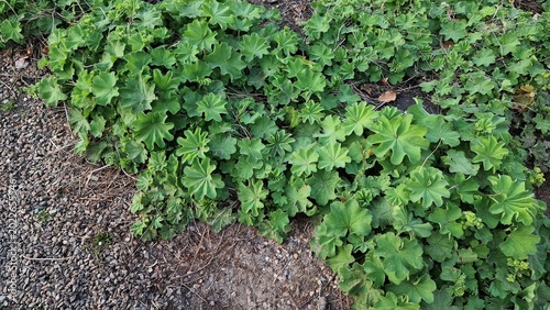 Obraz na plátně Lady's Mantle or Alchemilla mollis plants, growing in the garden.