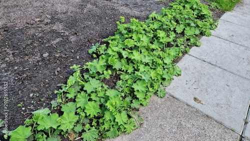 Obraz na plátně Lady's Mantle or Alchemilla mollis plants, growing in the garden.