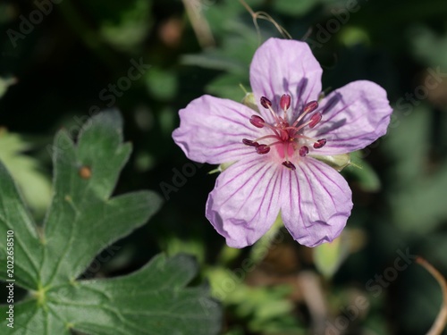 Φωτογραφία Sticky Geranium (Geranium viscosissimum) Wildflower Close-Up in Boulder Colorado