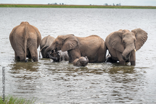 Foto African Elephants playing in Chobe River