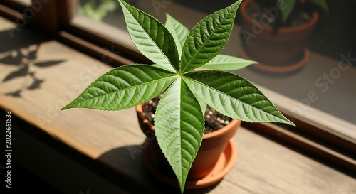 Potted green plant with star-shaped leaves on a windowsill receiving sunlight