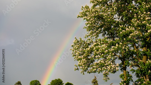 Rainbow Over Cloudy Sky with Tree Silhouette