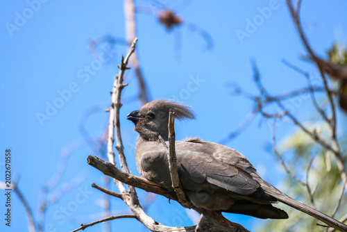 Graulärmvogel im Pilanesberg Nationalpark in Südafrika